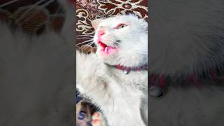 😡 Angry cat sound angry cat sound  shorts catsounds youtube youtubeshorts [upl. by Mikeb]