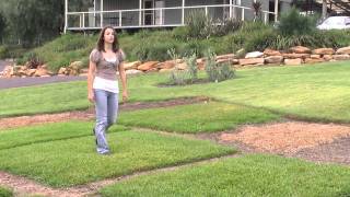 Palmetto Soft Leaf Buffalo Turf  The Low Maintenance Lawn [upl. by Dominick365]