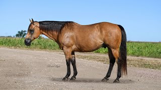 LF KINGGOLDCABALLO Gelding offered  Bowie Livestock [upl. by Ettore514]