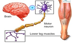 How Nervous System Works Animation  Nerve Conduction Physiology Central amp Peripheral Anatomy Video [upl. by Indnahc374]