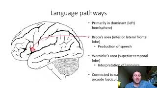 Language and cerebral lateralisation [upl. by Elimac]