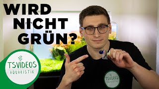 CO2 Dauertest wird nicht grün CO2 Dauertester im Aquarium richtig nutzen  TSVideosAquaristik [upl. by Hewett223]