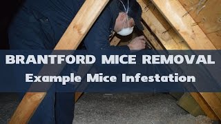 Example Mice Infestation in Attic  Brantford Mice Removal [upl. by Judye973]