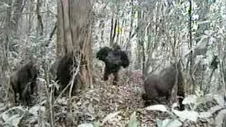 Worlds rarest gorilla makes unexpected noise with chest [upl. by Ysdnyl647]