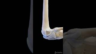 Ligaments of the knee  3d anatomy anatomy meded [upl. by Olgnaed]