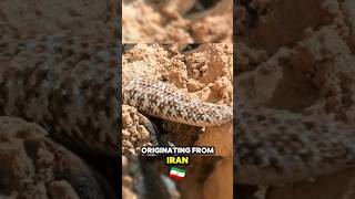 Worlds Weirdest Snake with Spider Tail animals shortvideo [upl. by Giaimo614]