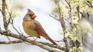 The call of the Northern Cardinal  Bird Sounds  10 Hours [upl. by Annola]