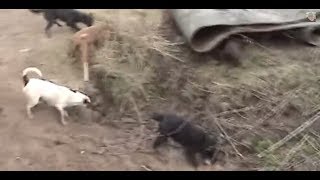 Ratting Fast action ratting with terriers ratting on farms ratting video 201718 [upl. by Anahpos]