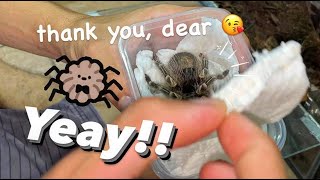 My Girlfriend brought me her Tarantulas [upl. by Donough376]