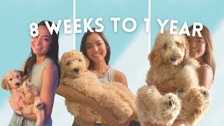 Labradoodle 8 weeks to 1 year Ep 10  Charlie the Labradoodle [upl. by Tarah]