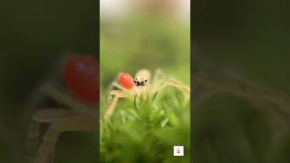 Parasitic Mite on a Jumping Spider by Micro Lens [upl. by Godred]