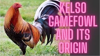 Kelso gamefowl and its origin [upl. by Hannover]