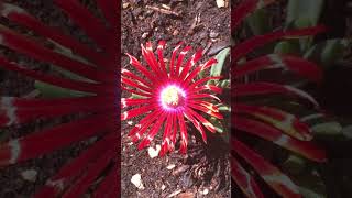 Red Ice Plant  Succulent Plant ❤️❤️ [upl. by Hagai]