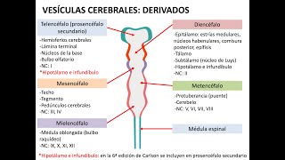 Embriología sistema nervioso 1 neurulación histogénesis y médula espinal [upl. by Yc]