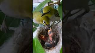 Whiteeye bird feeding her baby 綠繡眼鳥餵食幼雛 [upl. by Sigfrid299]