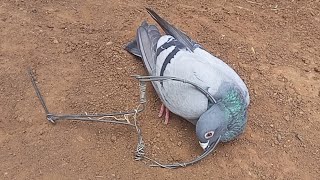 اسهل طريقة لصيد الحمام بالفخ بسيط وفعال Pigeon trap Hunting [upl. by Atalanta363]