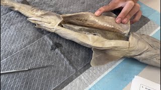 Dissecting a shark 🦈✨ [upl. by Ninos592]