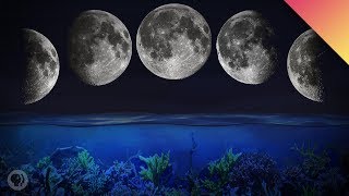 How The Moon Controls Biology [upl. by Haidabez]