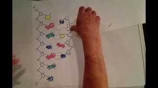 DNA III 5 to 3 triphosphates [upl. by Amber245]