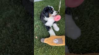 😍😍😍 minibernedoodles bernedoodle doodlepup minibernedoodlepuppyvideos minidoodle ohio [upl. by Amalbena]