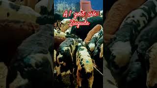 8341585389 macherla baby sheep coming soon at A1 goats ziaguda mandi hyderabad india [upl. by Bradleigh]