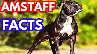 American Staffordshire Terrier Top 10 Facts [upl. by Ardnait982]