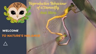 Fascinating Mating Rituals of Damselflies dragonflymarcus DragonflyTribe dragonfly nature [upl. by Timms]