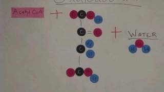 Glycolysis and Krebs Cycle Animation [upl. by Diamond599]