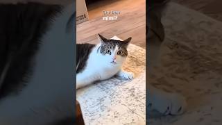 Meow mini meaow catvideos viralvideo funny cute [upl. by Iline324]