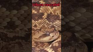 Víbora cascabel crotalus molossusserpiente reptiles vibora snake [upl. by Behlau]