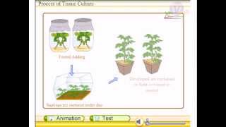 Tissue culture techniques [upl. by Borgeson]