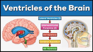 Ventricles of the Brain Anatomy and Cerebrospinal Fluid CSF Circulation [upl. by Anaet]