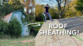 Sheathing the Roof  Abandoned Shed to House Renovation [upl. by Cynth]