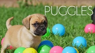 Puggle puppies having a ball [upl. by Annaeed]