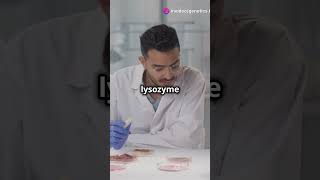 Human Lysozyme pencis genetics geneexpression scientist researchers professors [upl. by Eric]