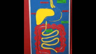 HUMAN DIGESTIVE SYSTEM WORKING MODEL [upl. by Snider]