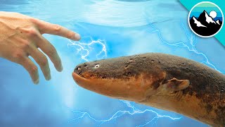 Shocked by an Electric Eel [upl. by Kayla]