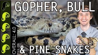 Gopher Bull amp Pine Snake The Best Pet Snake [upl. by Kaile]