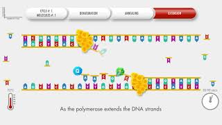 Animated PCR Real Time qPCR procedure [upl. by Aelanna]