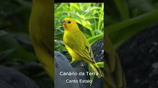 Canário da Terra Canto Estalo [upl. by Quennie]