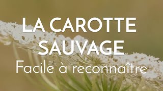 Tout pour reconnaître la carotte sauvage [upl. by Oidacra]