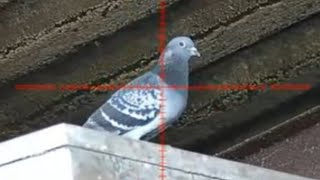 FERAL PIGEON SHOOTING  HIK ALPEX [upl. by Briano]