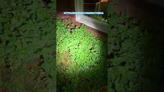 SPRINGTAILS ON MY HOUSE AT NIGHT  BUGSPRAYCOM https bugspraycomnocturnal [upl. by Olvan790]