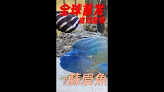 【漁戴夫Yu Tai Fu】全球首發成功繁殖復育保育類魚種－蘇眉魚 [upl. by Yrrad]