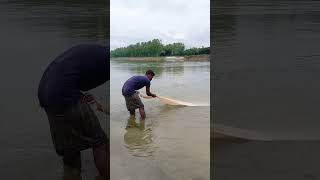 Amazing Fishing in River shortvideo [upl. by Higinbotham824]