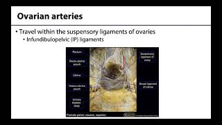 Gonadal Arteries  Learning Objectives [upl. by Bajaj]