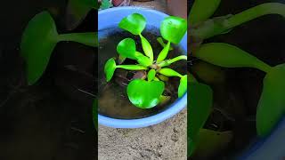 Water Hyacinth Eichhornia Crassipes growing in a Plastic Bowl shorts [upl. by Juanne]