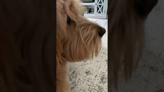 Goldendoodle Barking [upl. by Camellia]