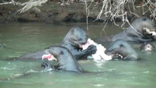 Giant river otter family eating a very large catfish [upl. by Lindi]