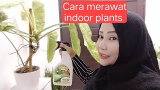 Jenisjenis indoor plants dan cara merawatnya [upl. by Anatnahs926]